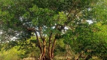 Così il Gabon protegge le foreste di mangrovie per ridurre le emissioni di gas serra