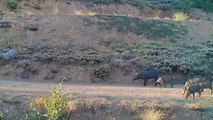 Yaban hayvanları fotokapanla görüntülendi