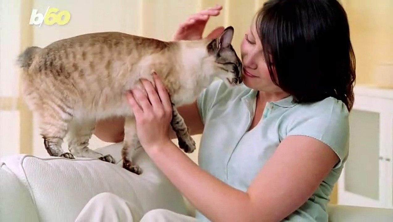 Inexpensive Halloween Costumes for your Pet