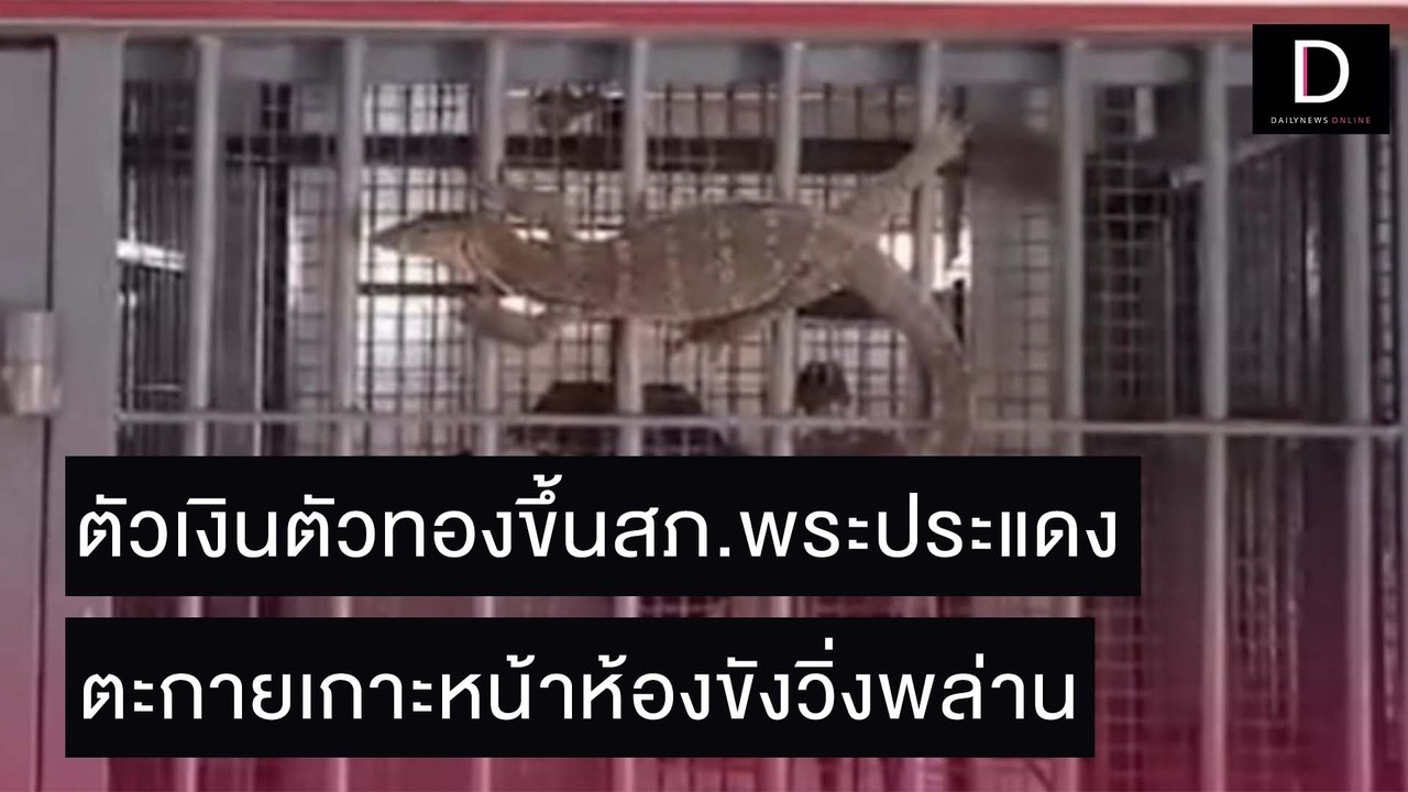 ตัวเงินตัวทองขึ้นสภ.พระประแดง ตะกายเกาะหน้าห้องขังวิ่งพล่าน | ชนคลิปข่าว 29/10/64 เดลินิวส์