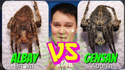 Spider Fight.. Albay spider vs Gensan spider