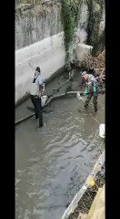 Casalecchio, salvati 2mila pesci nel canale del Reno