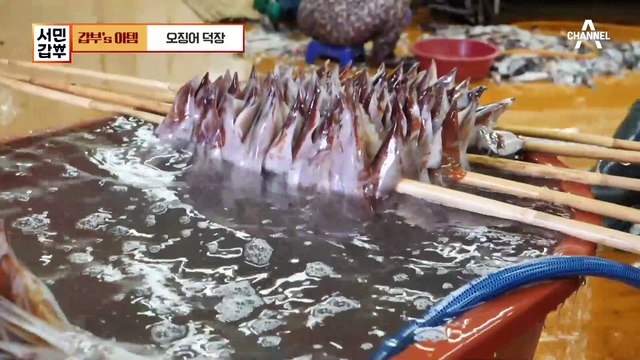 영덕 해풍을 품은 춐춐한 반건조 오징어♬ 연 매출 7억 오징어 덕장의 매출 비결!