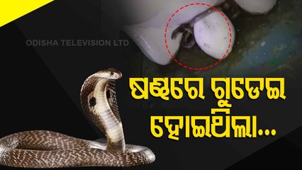 3-Feet Cobra Rescued From Shiv Temple In Bargarh