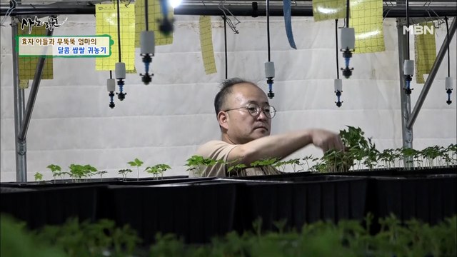 통째로 먹는 인삼! 30년 만에 고향으로 돌아온 아들의 획기적인 아이템