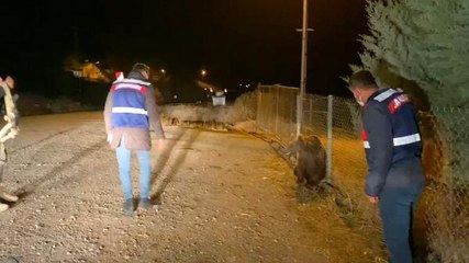 ARACIN ÇARPTIĞI YAVRU AYI ÖLDÜ