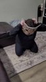 Cute Cats Doing Funny Things  Funniest Cats Video  Cute Cats