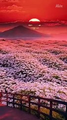 LoveStory (41) - A Heartfelt Tale