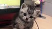 Cute Cats Doing Funny Things  Funniest Cats Video  Cute Cats | 2