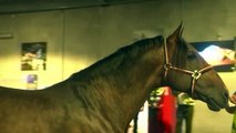 Cavalo doméstico tem origem no Cáucaso