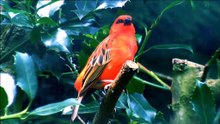 bird and nature