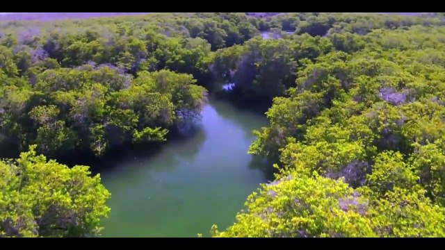 SAVE THE LIFE OF OTHER CREATURES IN MANGROVES