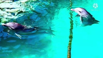 The Bonny Beaches with Titles