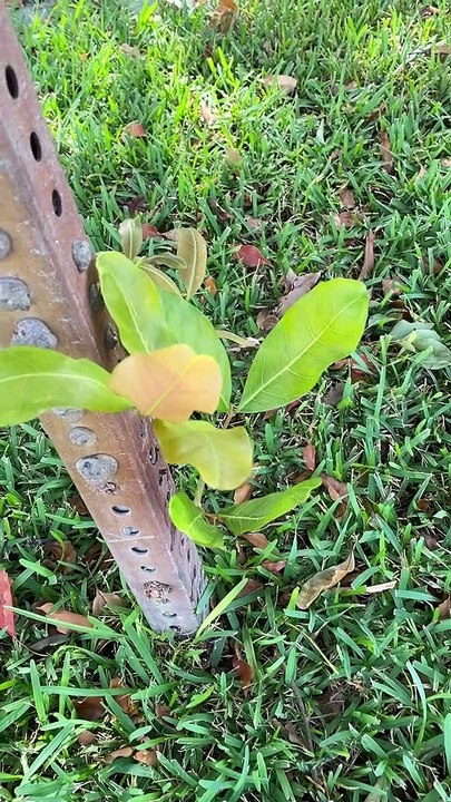 Tree Grows Through Metal Sign