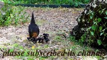 Cute Mama Hen and Chicks Videos  Baby Chicks