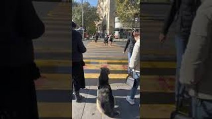 Good Dog Waits To Cross Street