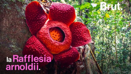 Descubran la flor más grande del mundo