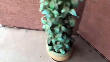 Three Bobcat Kittens Stroll Through Driveway