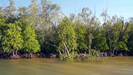 Doc. Animal - África do Sul Selvagem