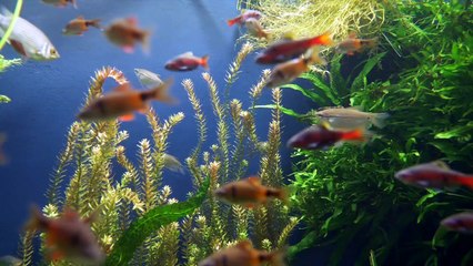 EP 15 | Relaxing Deep Sleep Music & Stunning Nature, Meditation Music, Stress, Healing Therapy Music