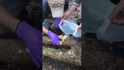 Mama Mouse and Babies Rescued