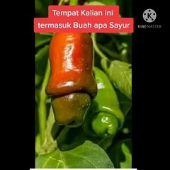 Buah apakah itu
