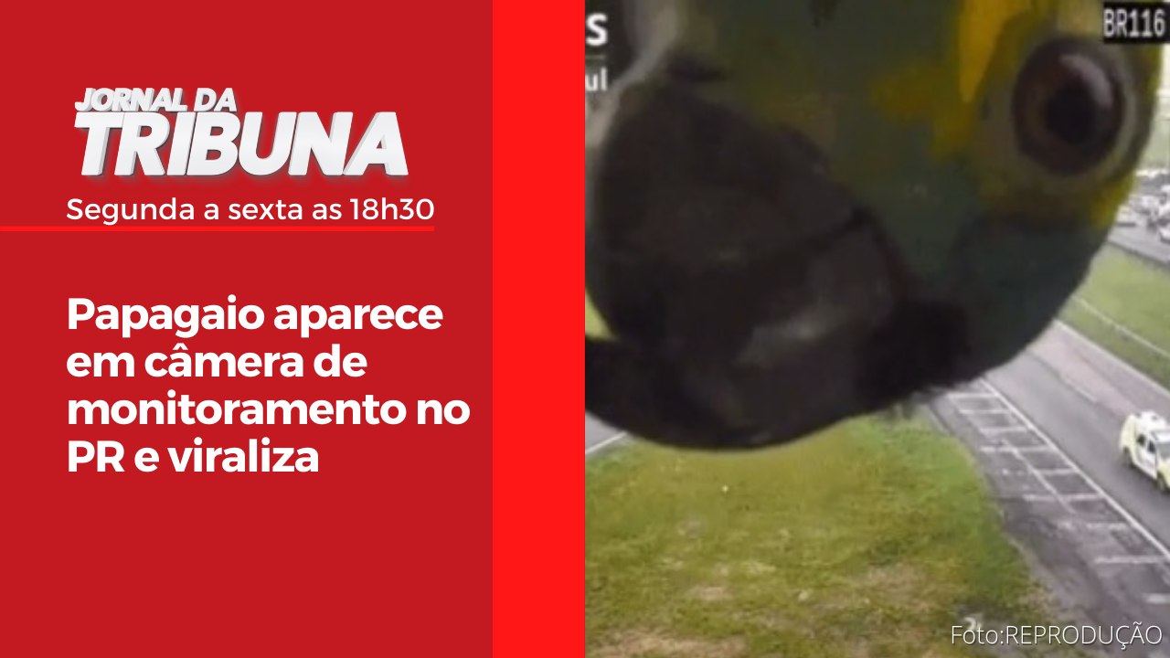Papagaio aparece em câmera de monitoramento no PR e viraliza