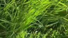 How to make grass-cutter