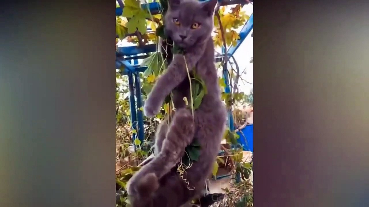 Best Cute And Funny Animals Compilation