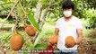 Brazil Strange Cocoa Fruit - Cupuacu Fruit Harvesting - Cupuacu Bean Processing - Ansha Tv