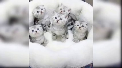 Adorable kitten cute behavior