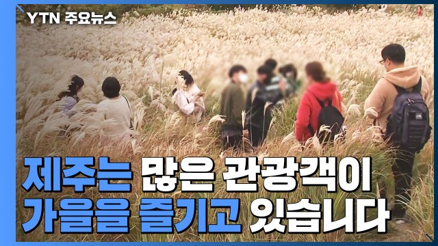 '억새꽃 반 사람 반'...억새꽃 명소 관광객 북적 / YTN