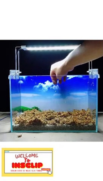 one minute to set up the aquarium #tutorial