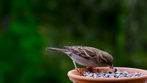 lovely sparrowsparrow  eating food