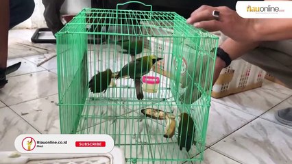 BAWA BURUNG YANG DILINDUNGI !! BBKSDA CEGAT TRAVEL DI PALAS !!