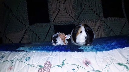 CAVIA PORCELLUS TURMERIC 20201005_053846