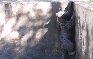 Sulama havuzunda mahsur kalan bozayı kurtarıldı