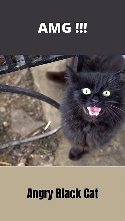 Angry Black Cat