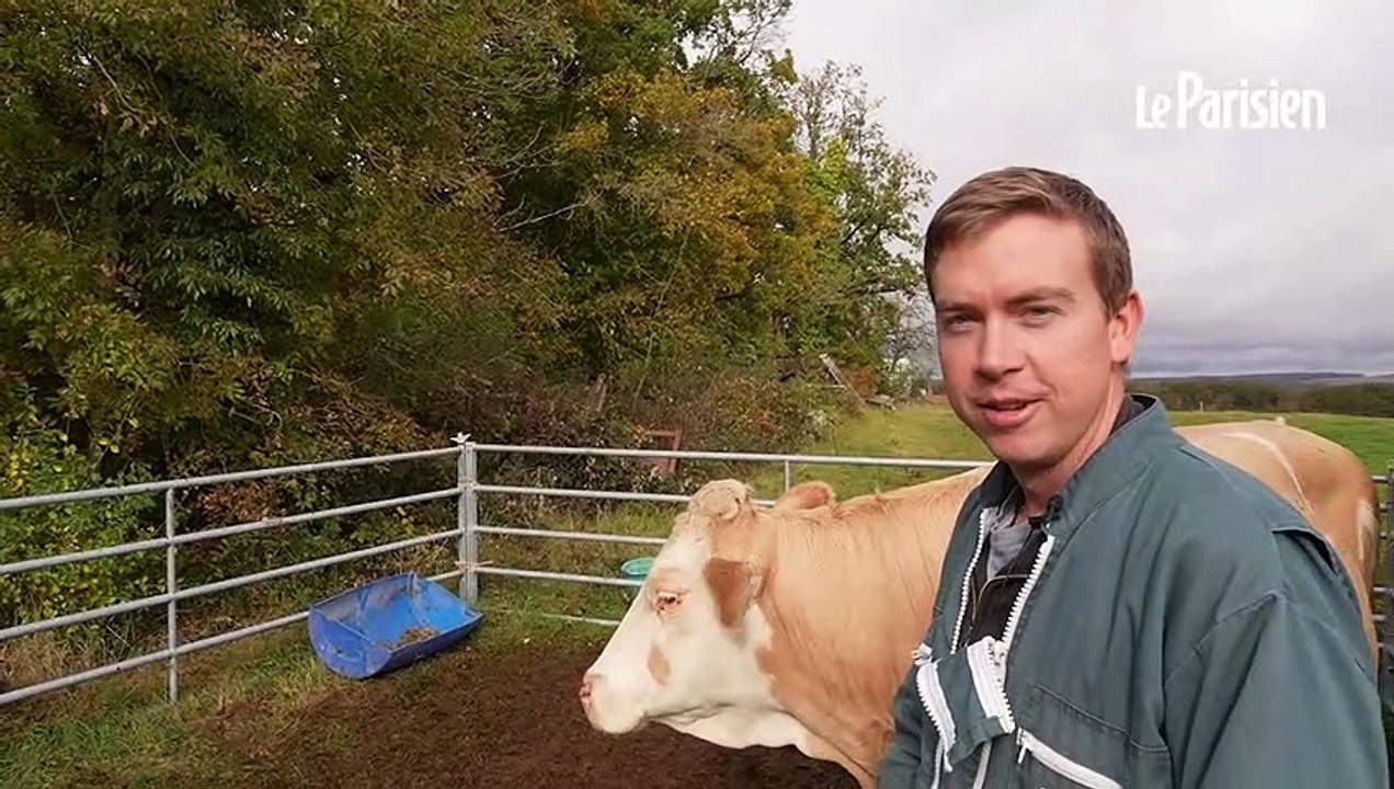 «Né, élevé et abattu à la ferme » : l’abattoir mobile se déplace chez les éleveurs bovins