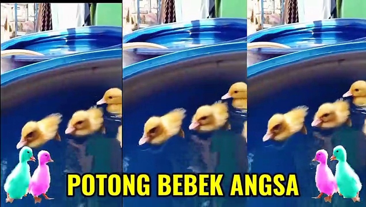 Potong Bebek angsa versi upin ipin  lagu anak Populer 2021  Lagu potong bebek angsa upin ipin