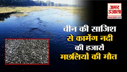 Kameng river: कामेंग नदी में गई हजारों मछलियों की जान। Thousands of fish died in Kameng river।