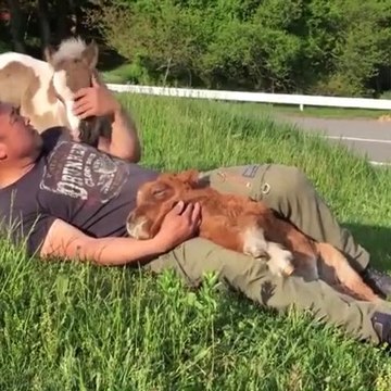 The Pet Collective - Therapy Pets