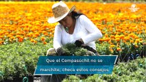 Mantén radiantes tus flores de Cempasúchil con estos consejos