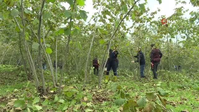 Ordu Valisi dip sürgünlerinin temizliği ve budama çalışmalarına katıldı