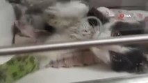 Sıcak su borusuna sıkışan kedi 1 hafta sonra kurtarıldı