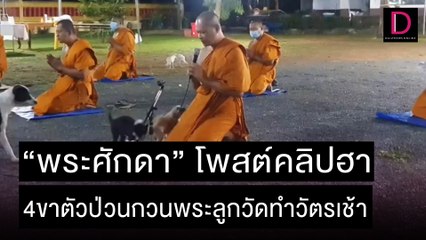 เรื่องวุ่นๆของวัยรุ่นฟันน้ำนม! 4ขาตัวป่วนกวนพระลูกวัดทำวัตรเช้า | ชนคลิปข่าว 03/11/64 เดลินิวส์