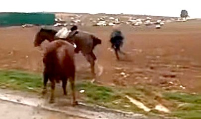 Un caballo es corneado en un encierro en Torija (Guadalajara)