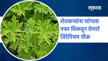 Geranium farming | शेतकऱ्यांना चांगला नफा मिळवून देणारे जिरेनियम पीक | Agriculture | Sakal Media