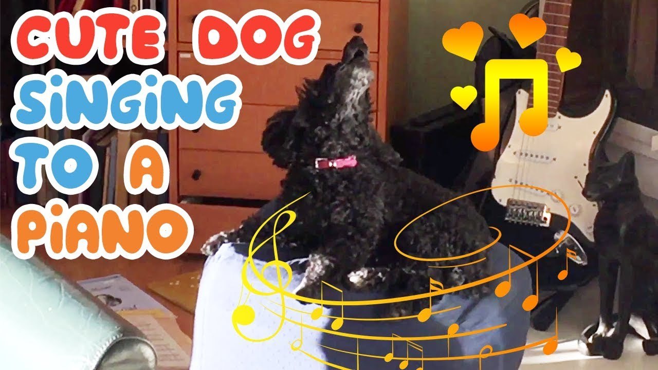 'Melodious dog can't resist but howl to Jules M...