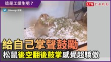 給自己掌聲鼓勵！松鼠展現絕技後還自己鼓掌　根本工讀生